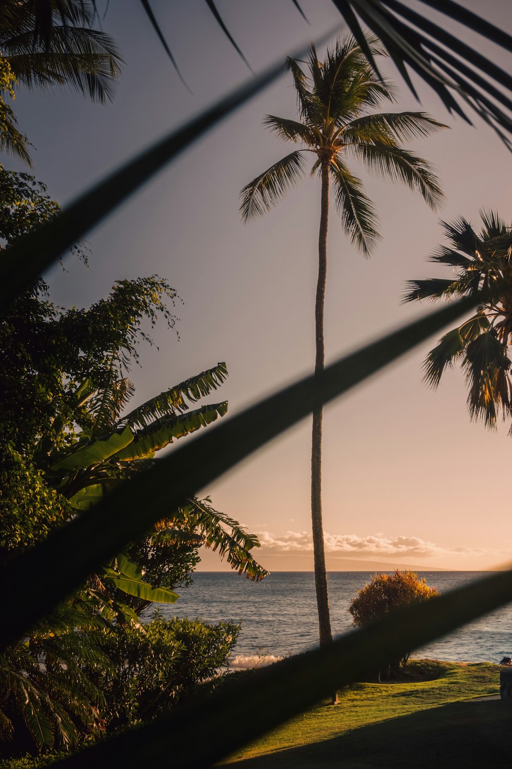 a group of palm trees next to a body of water