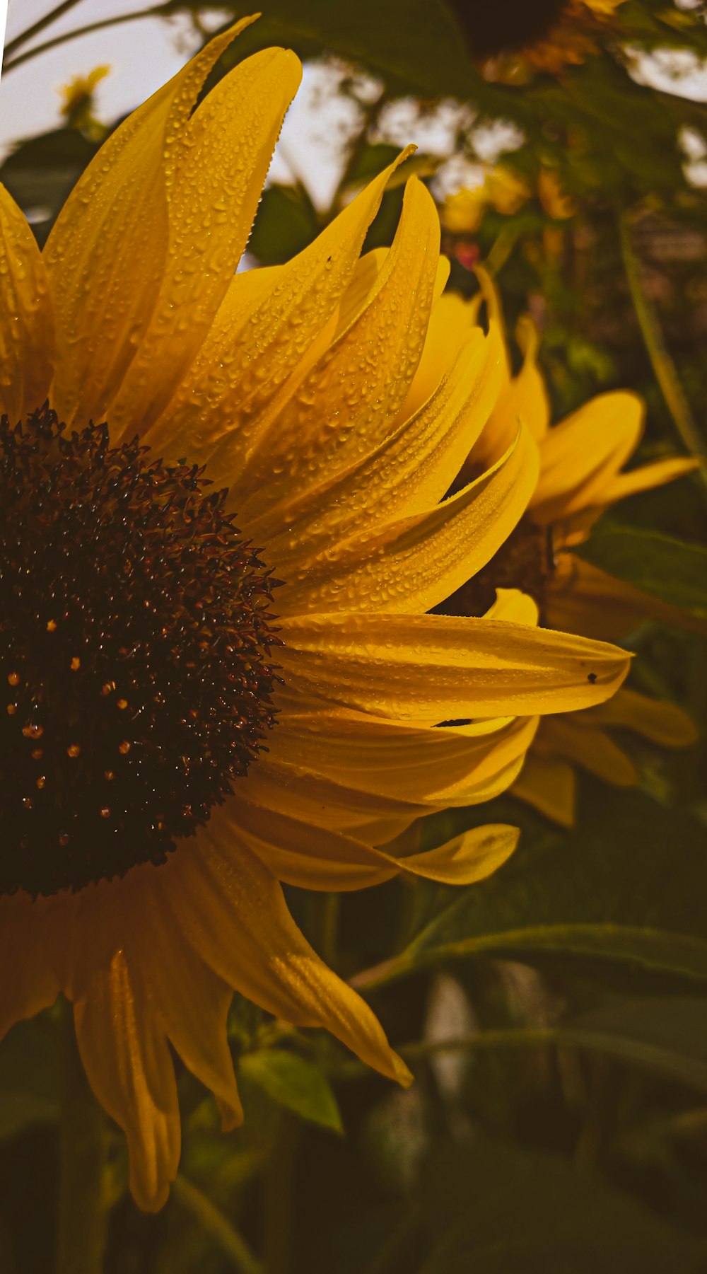 a close up of a sunflower