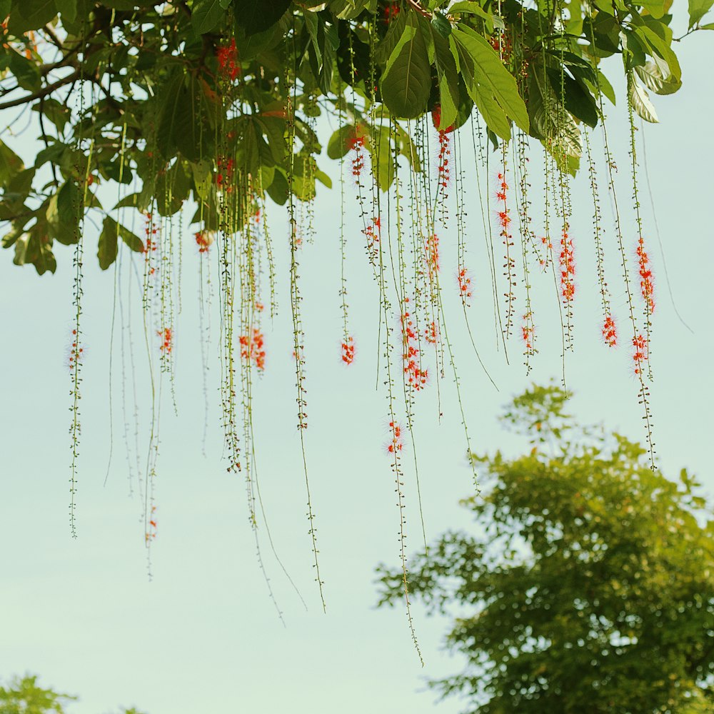 a tree with red flowers