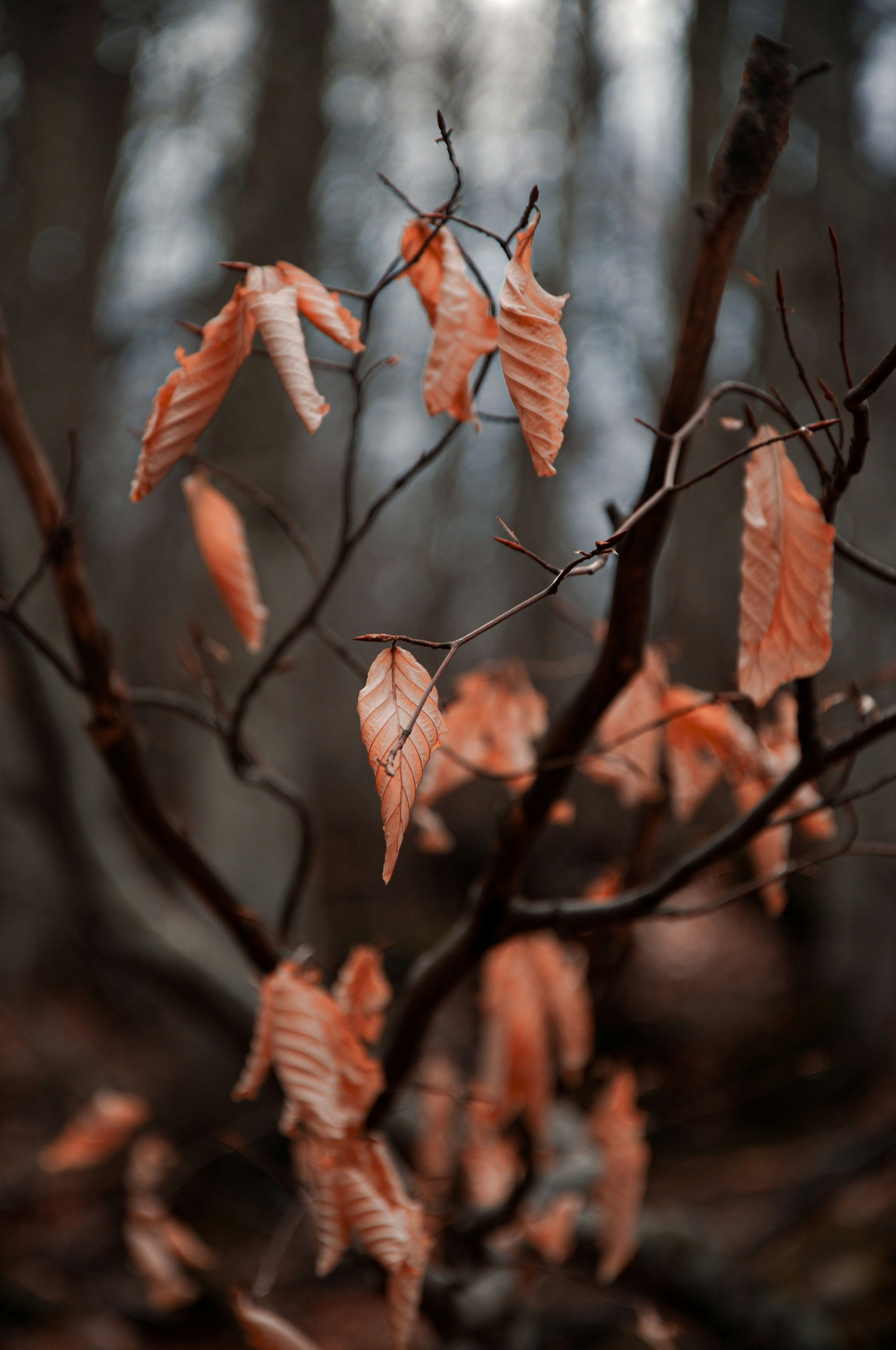 Photo by rajeshsaggi