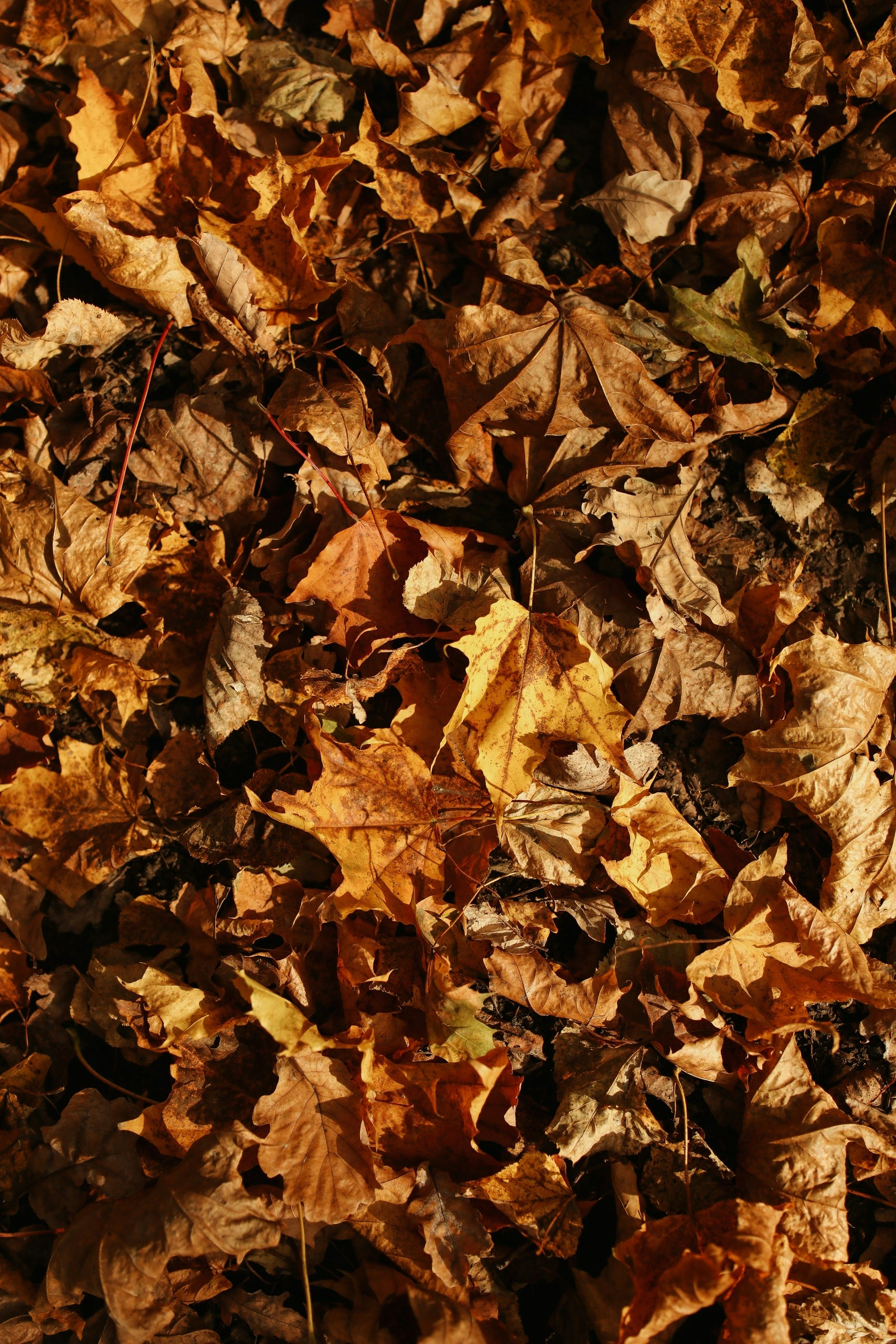 Photo by rajeshsaggi