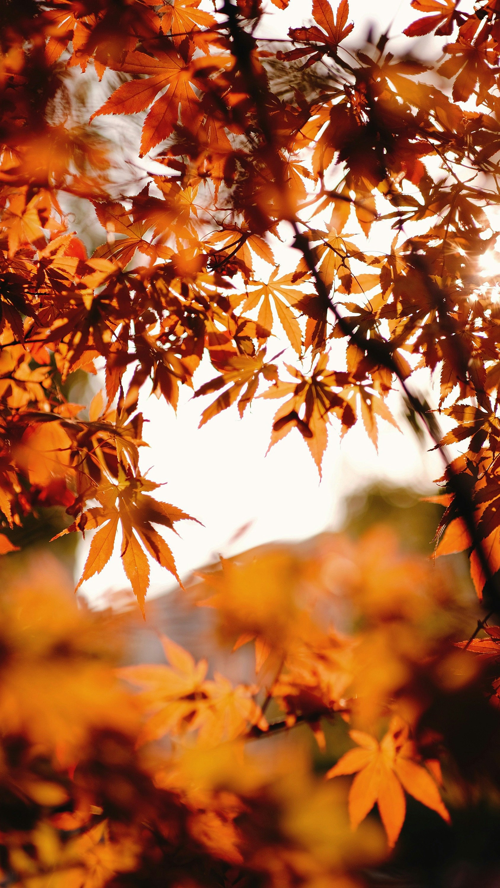 Photo by rajeshsaggi