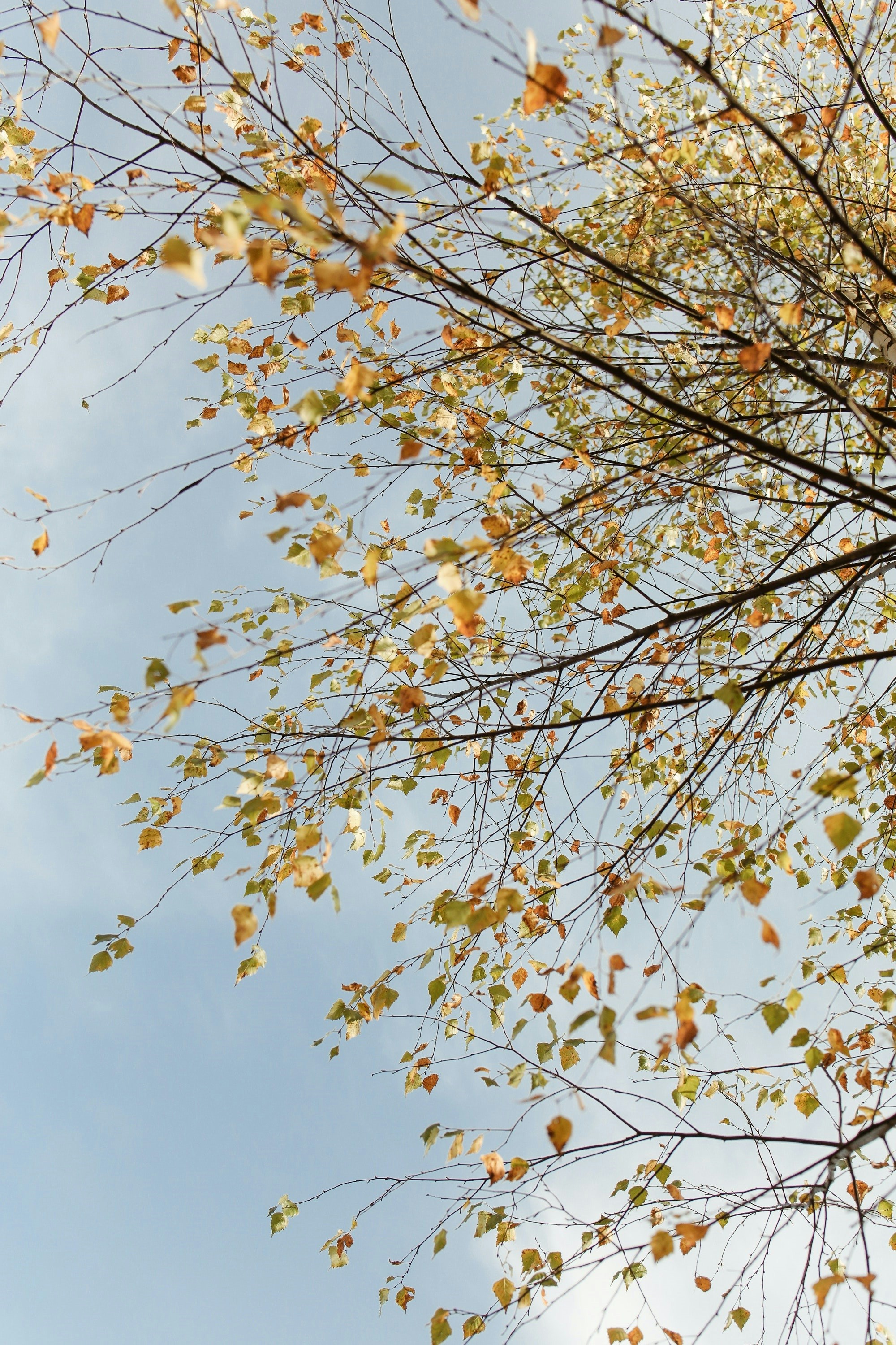 Photo by rajeshsaggi