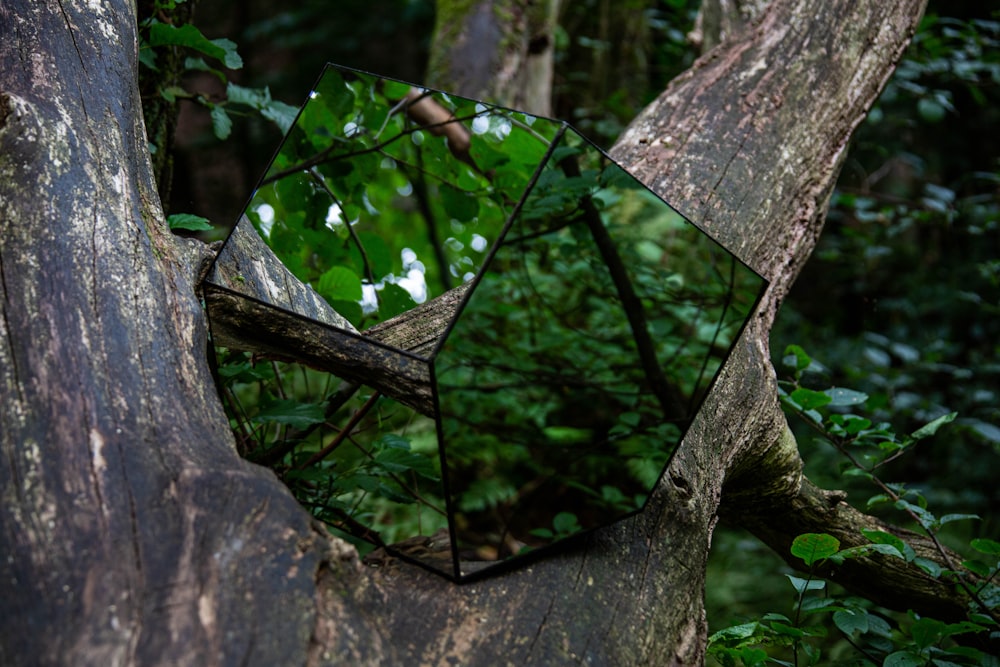 a dragonfly on a tree