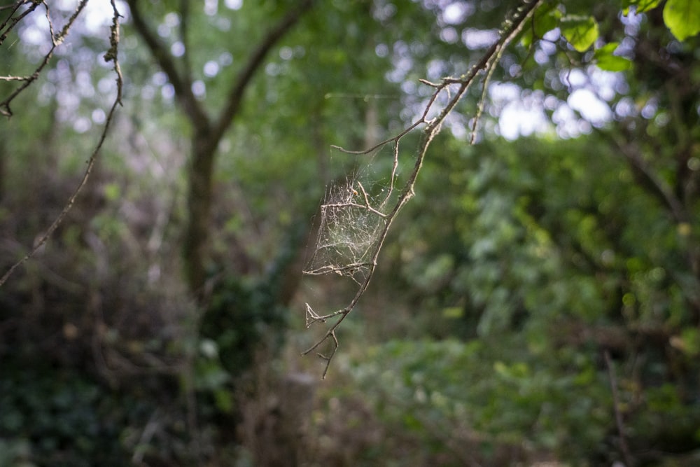 a spider in a web