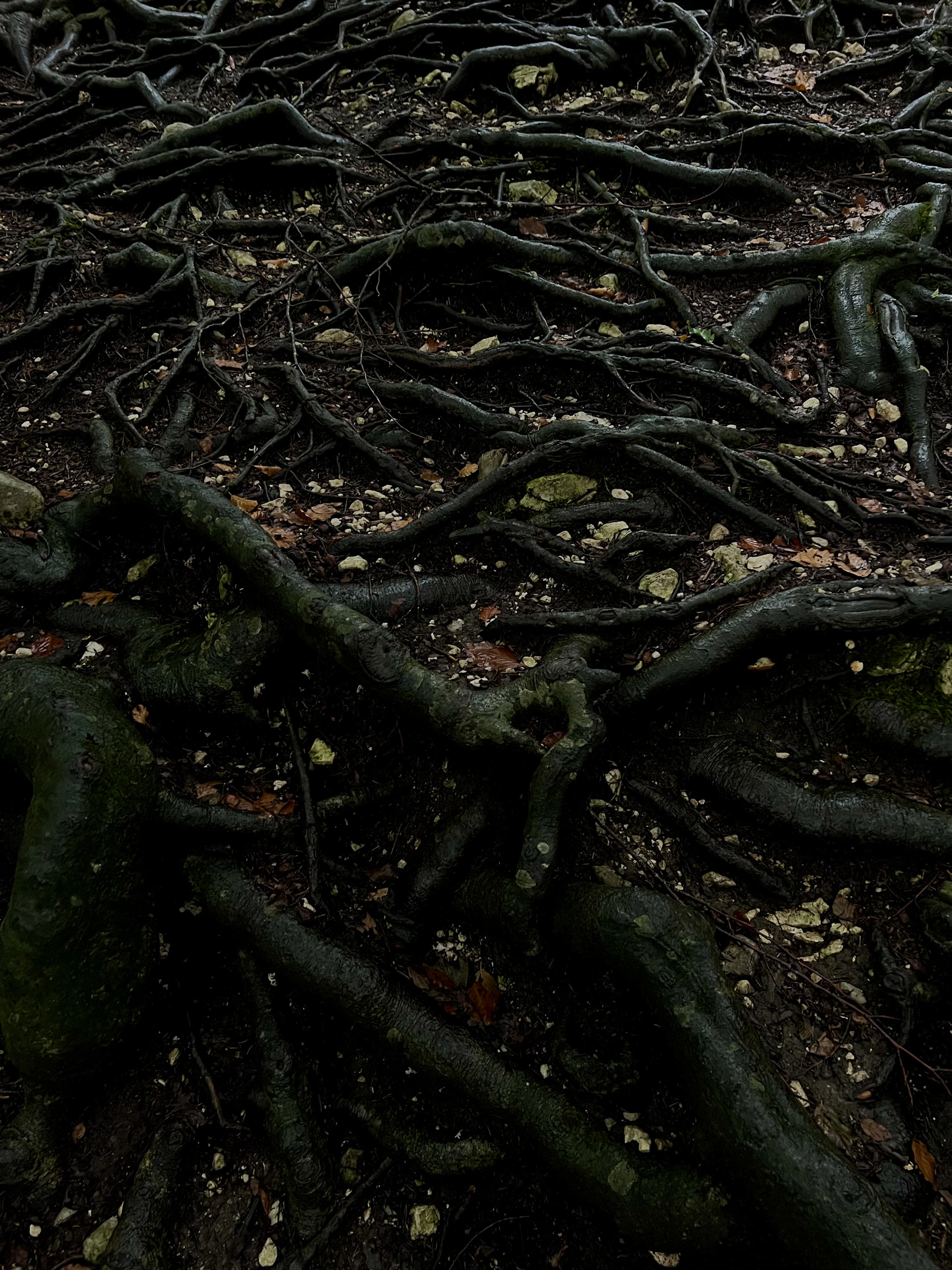 a close-up of some roots