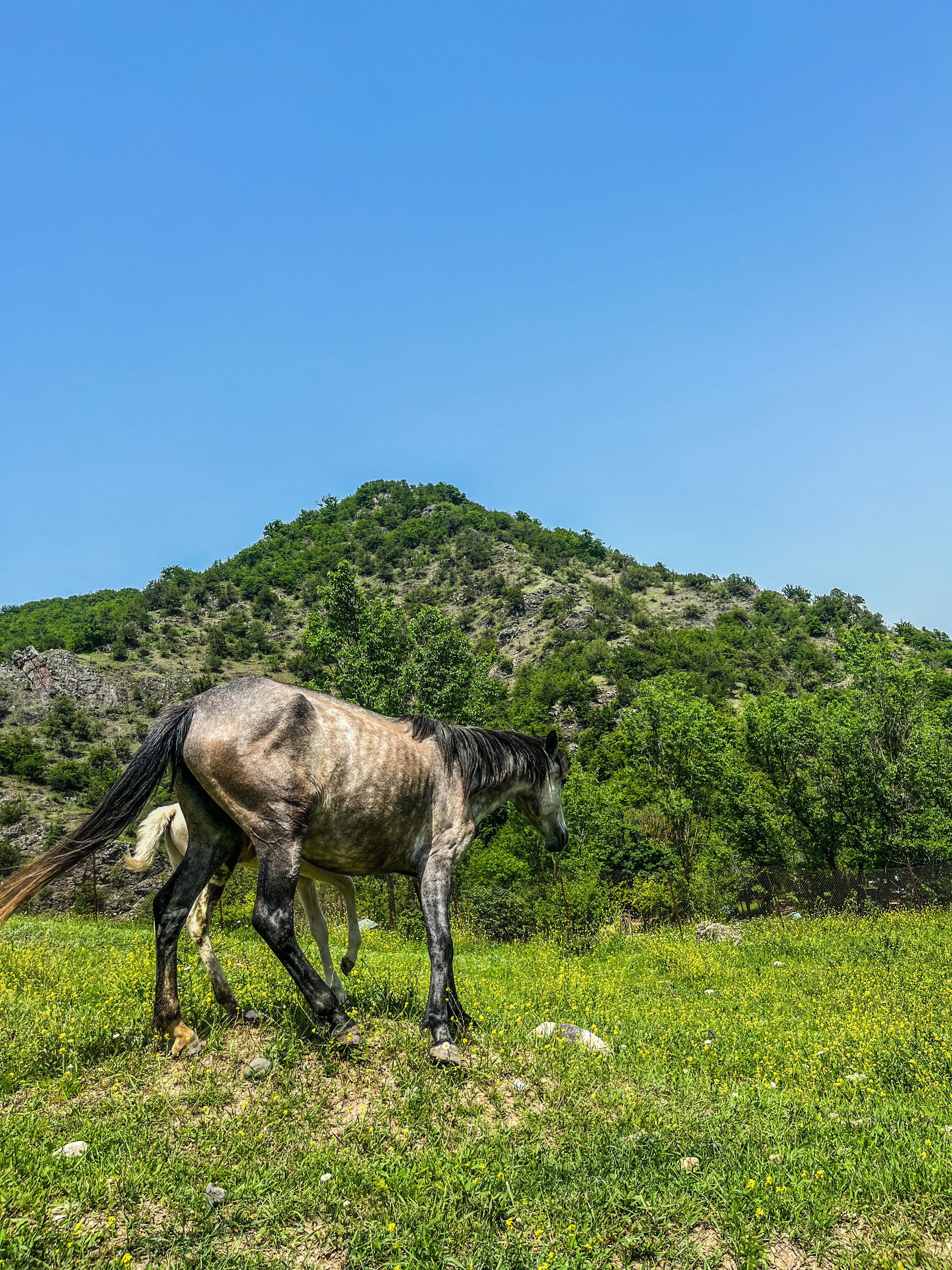 Un cavallo che pascola su una collina