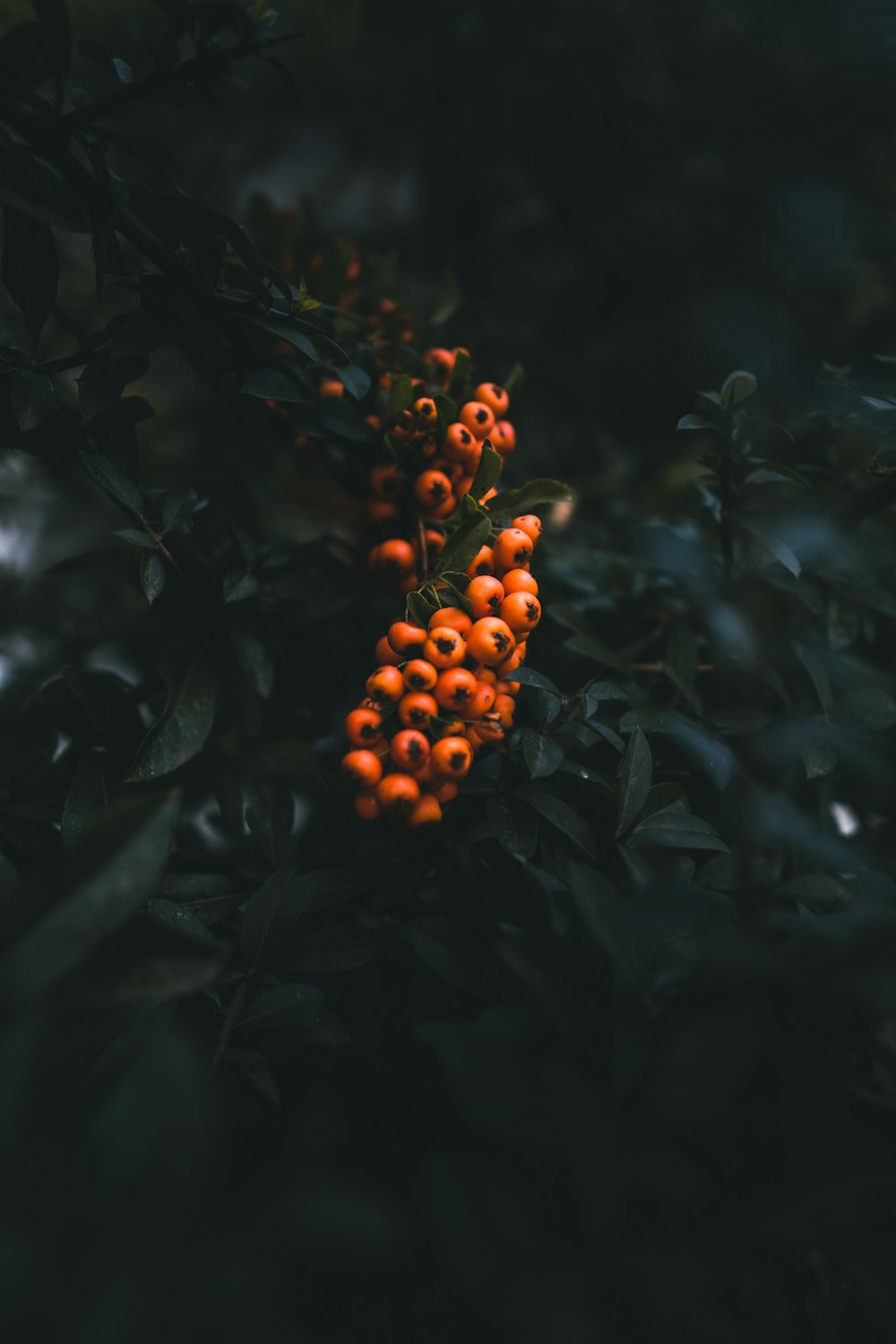 a plant with orange berries
