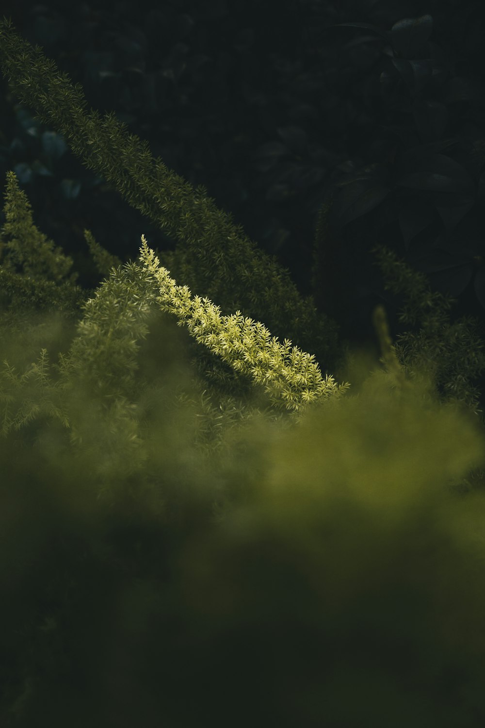 Un árbol con luces por la noche