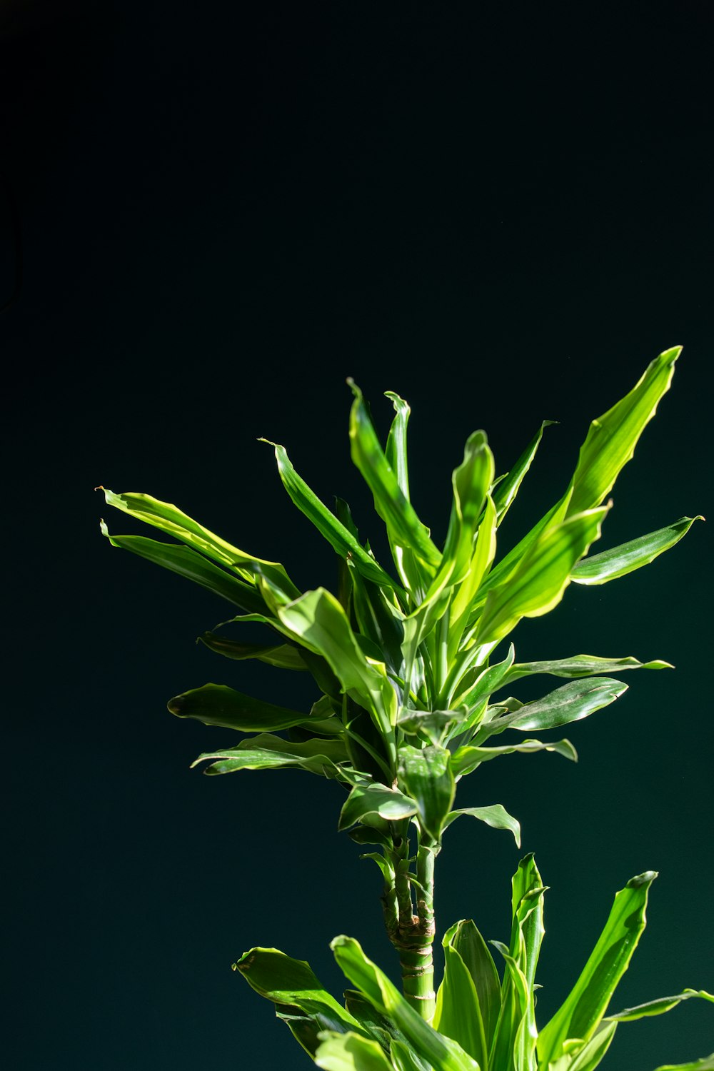 a close-up of a plant