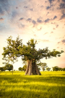 a tree in a field