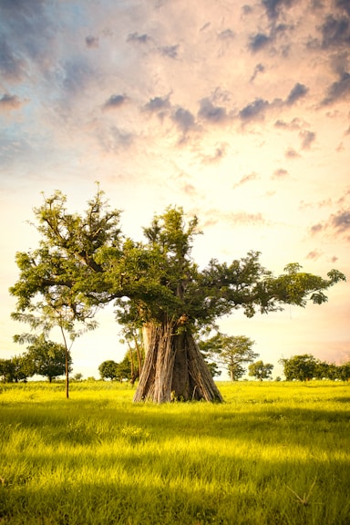 a tree in a field