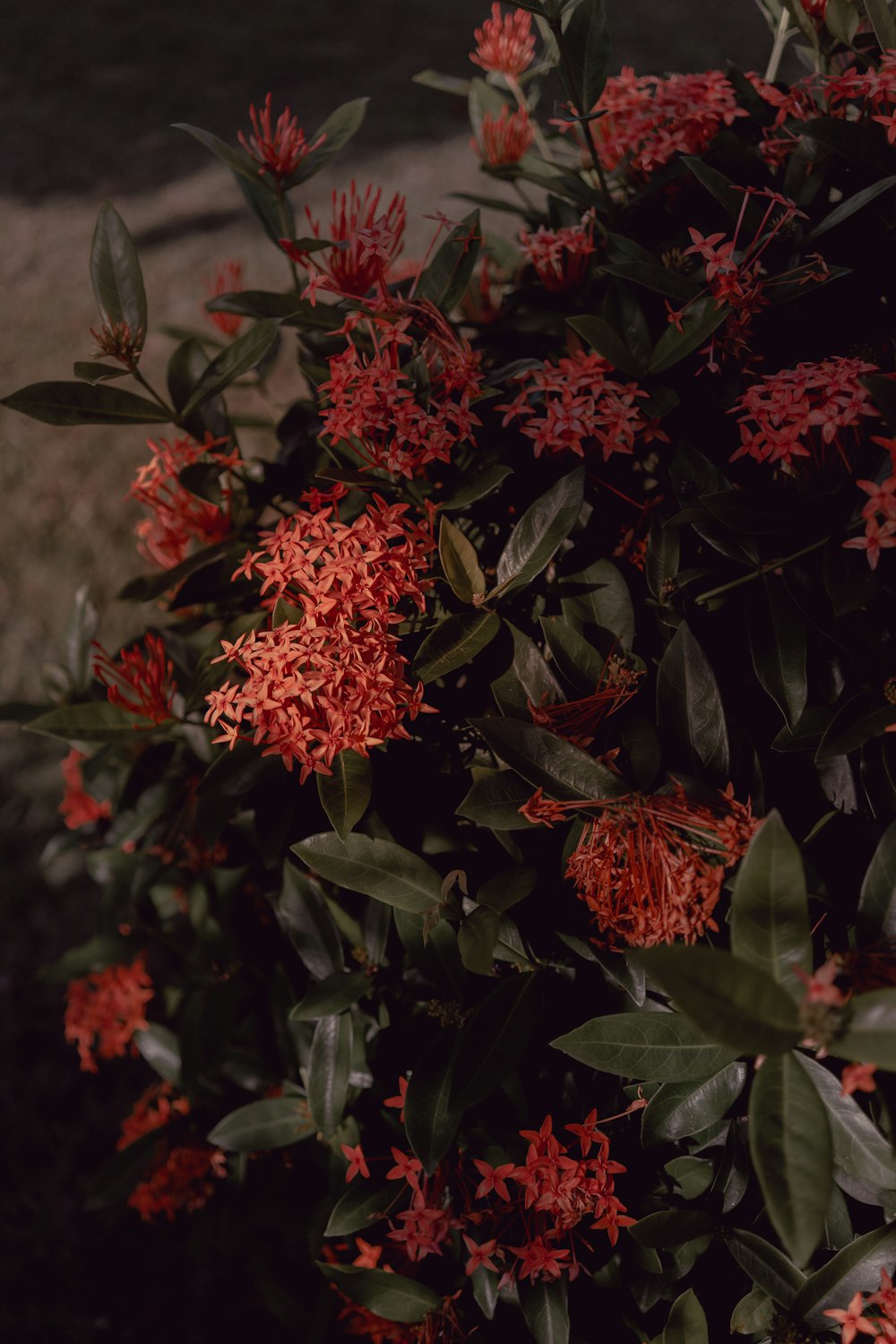 una pianta con fiori rossi