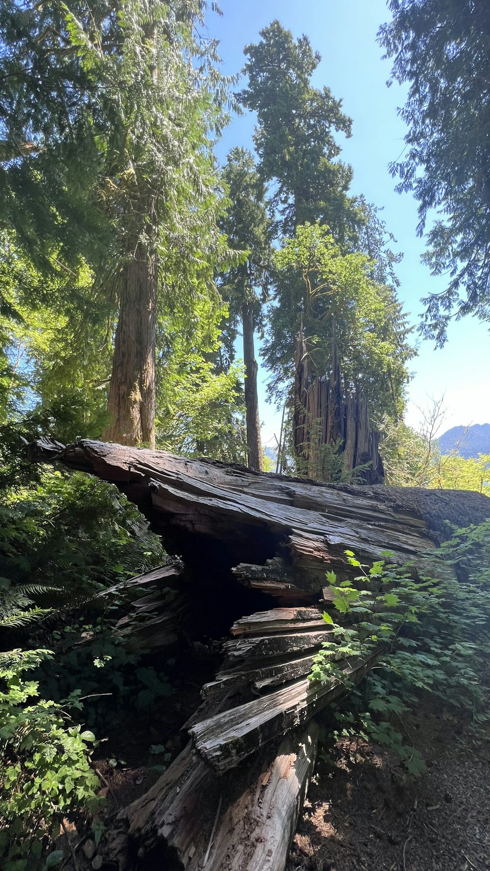 a log in the woods