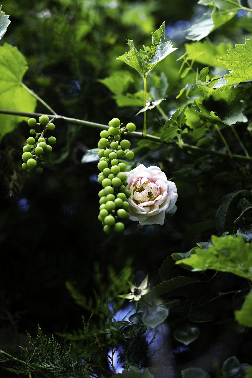 a flower on a plant