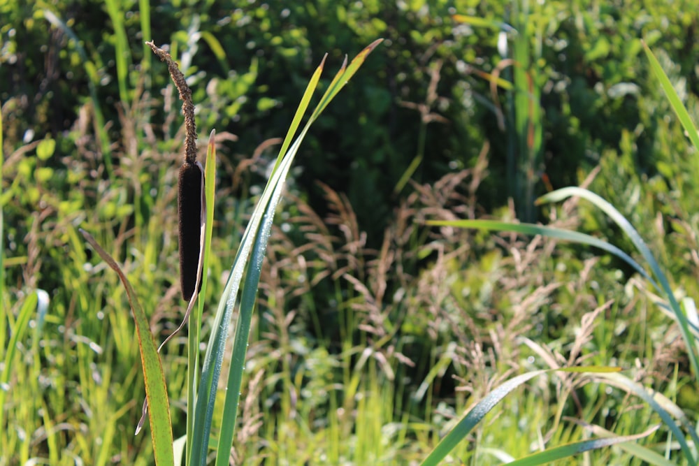 a close-up of some grass