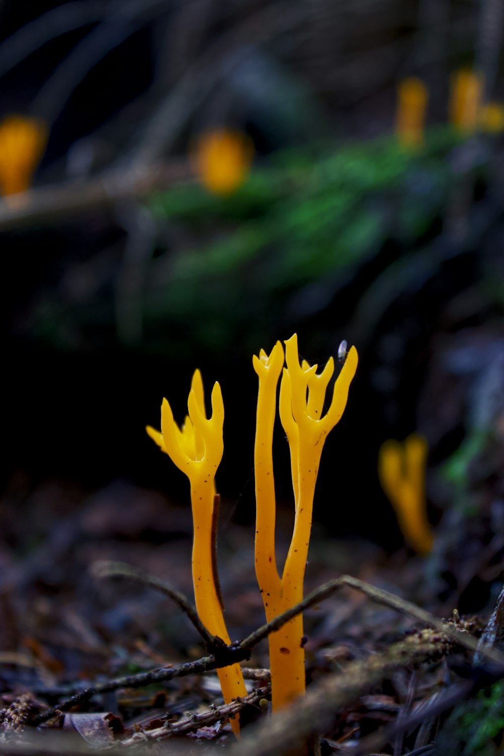 a close up of a flower