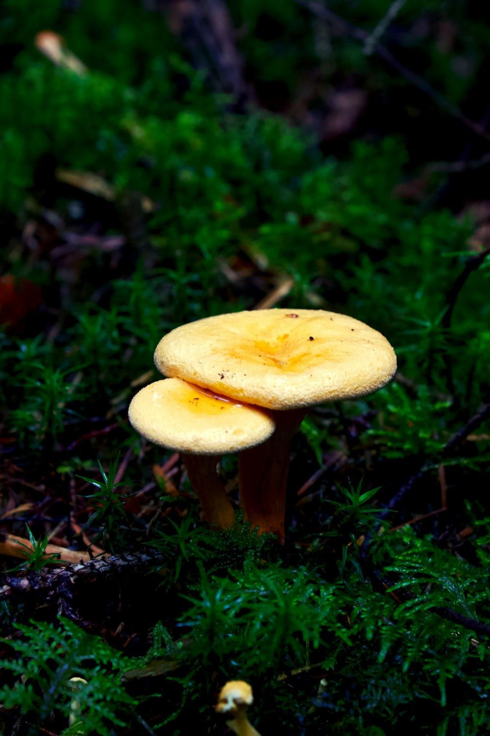 a mushroom growing in the woods