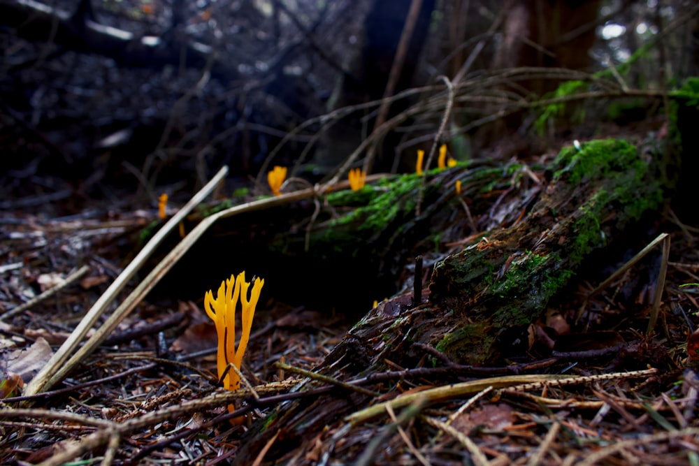 a nest in a forest