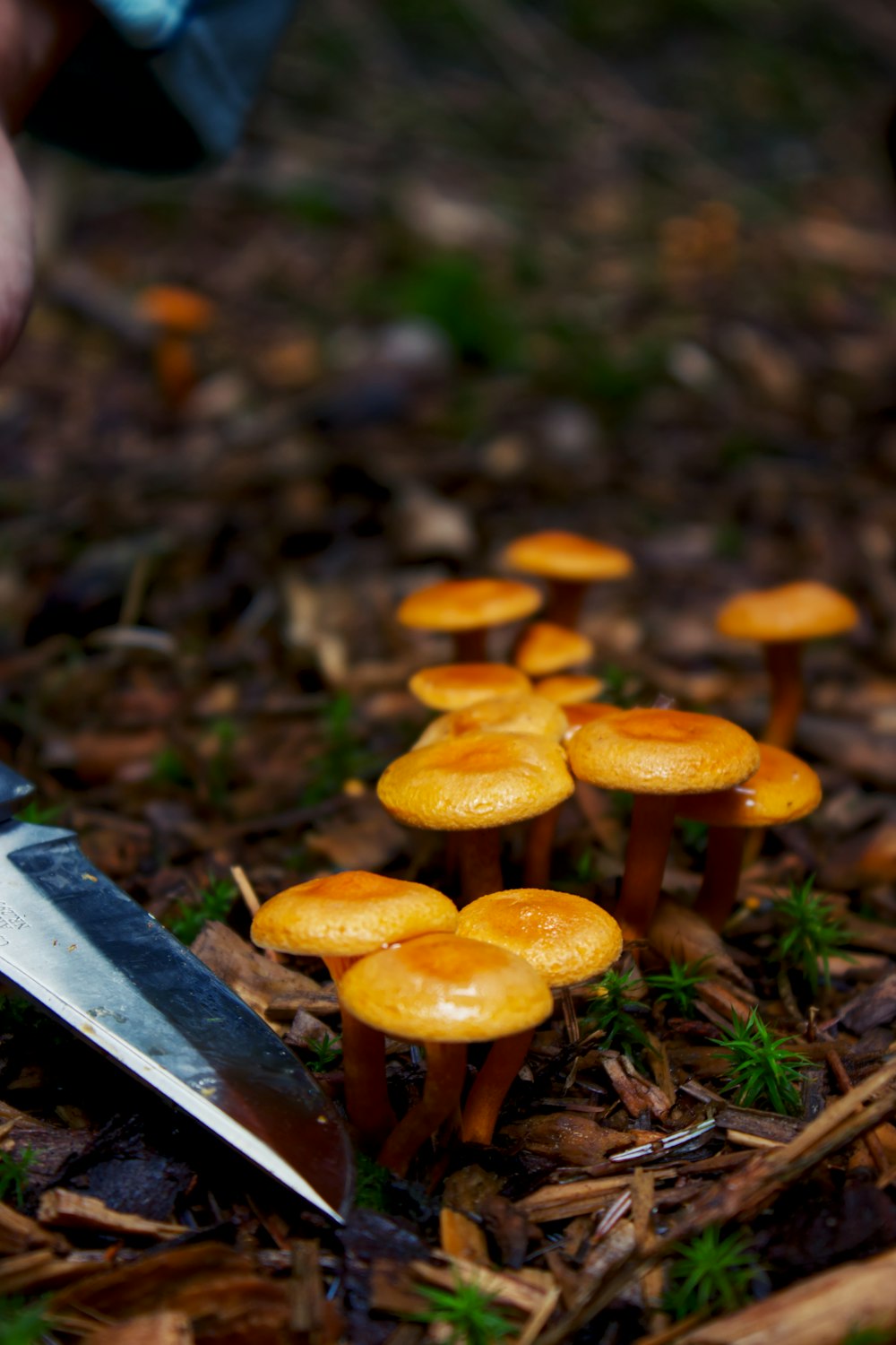 fungus growing on a tree