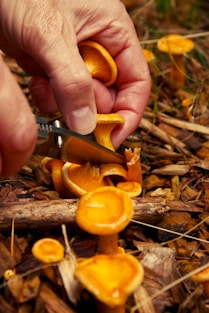Chanterelle mushrooms valle varaita