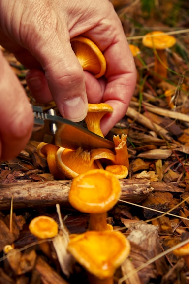 Chanterelle mushrooms valle varaita