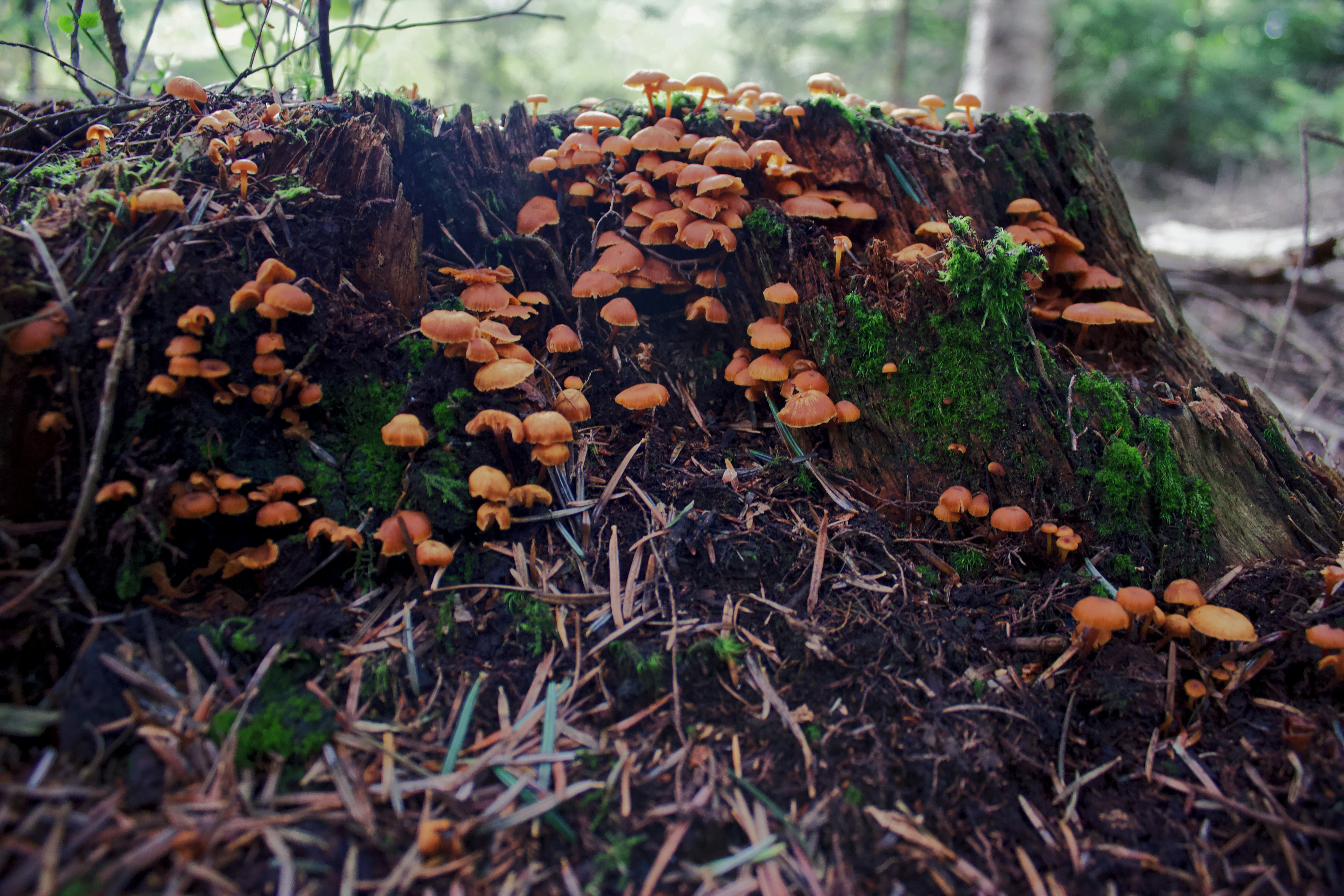Some mushrooms I found in the black forest in Germany