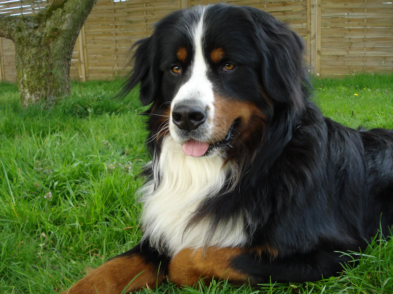 Gina, eine Berner Sennenhündin, liegt auf dem Rasen im Garten vor einem Holzzaun