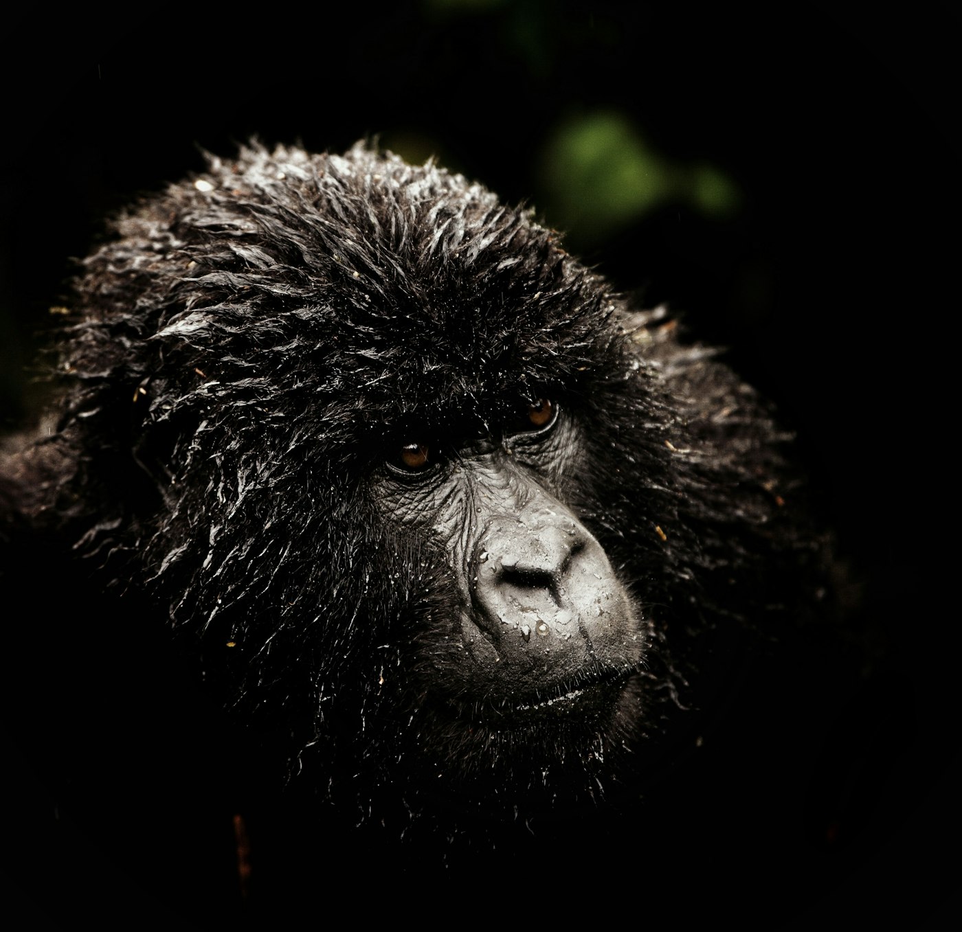 In the forests of Volcanoes National Park, the encounter that redefines everything — face to face with a mountain gorilla family