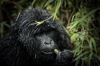 a gorilla in the bushes