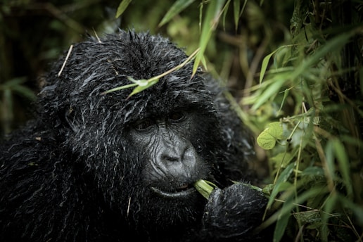 a gorilla in the bushes