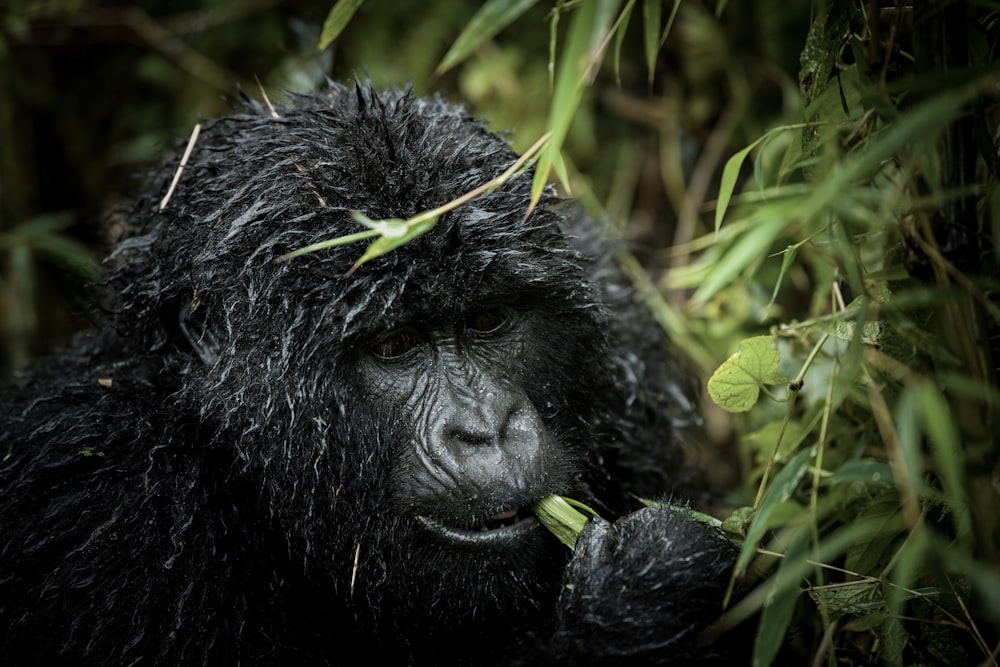 Ein Gorilla im Gebüsch