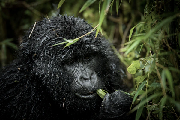 Rwanda