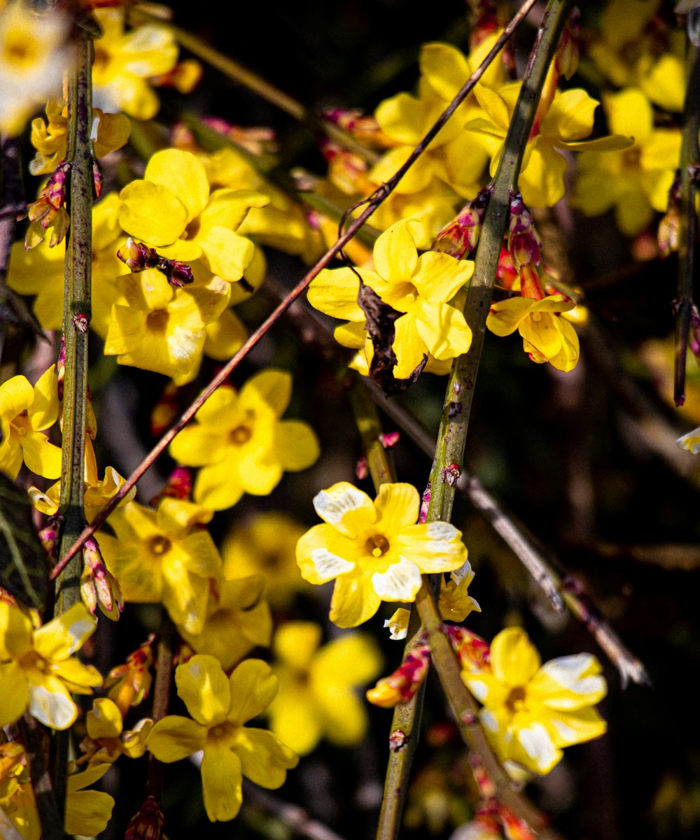 yellow flowers on a tree