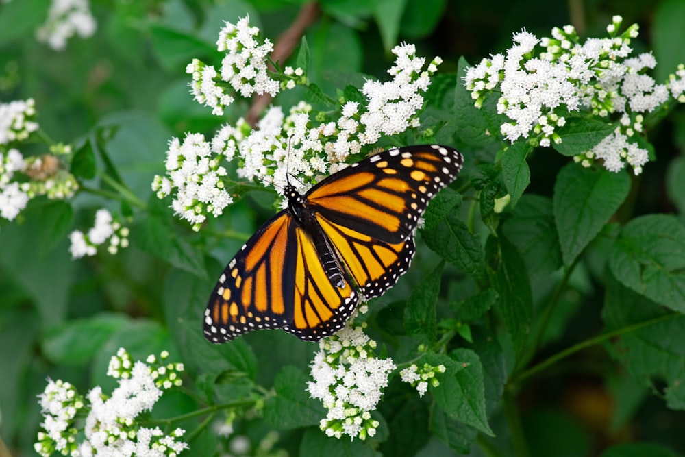 una mariposa en una flor