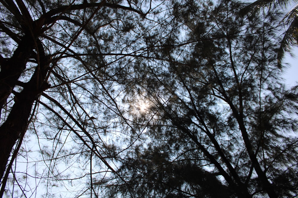 a group of trees with the sun shining through them