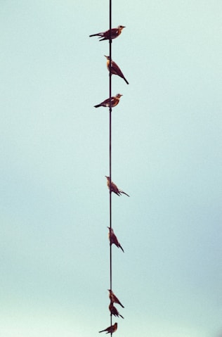 a group of people from a rope