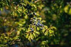 a close up of some berries
