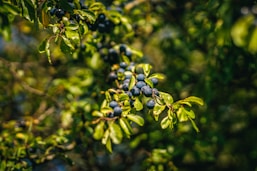 a close up of some berries