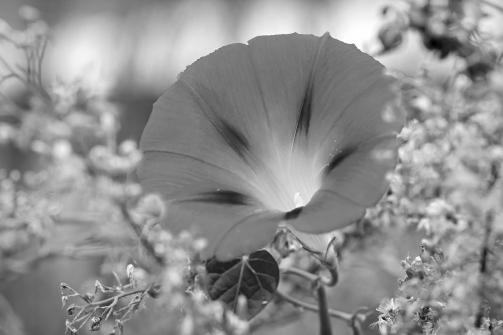 꽃의 흑백 사진