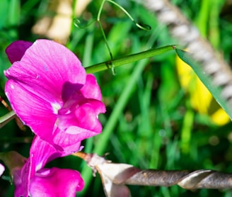 a close up of a flower