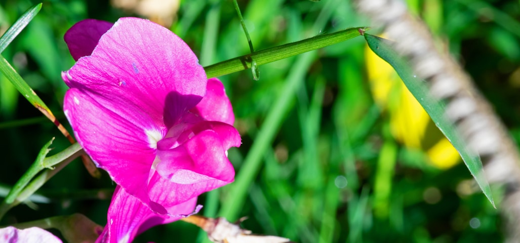 a close up of a flower