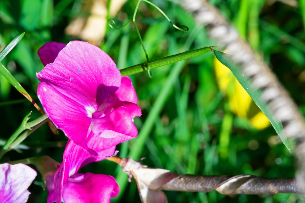 a close up of a flower