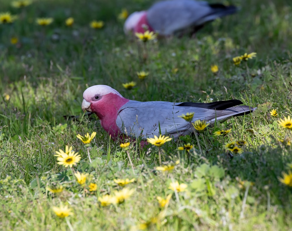 a bird standing on grass