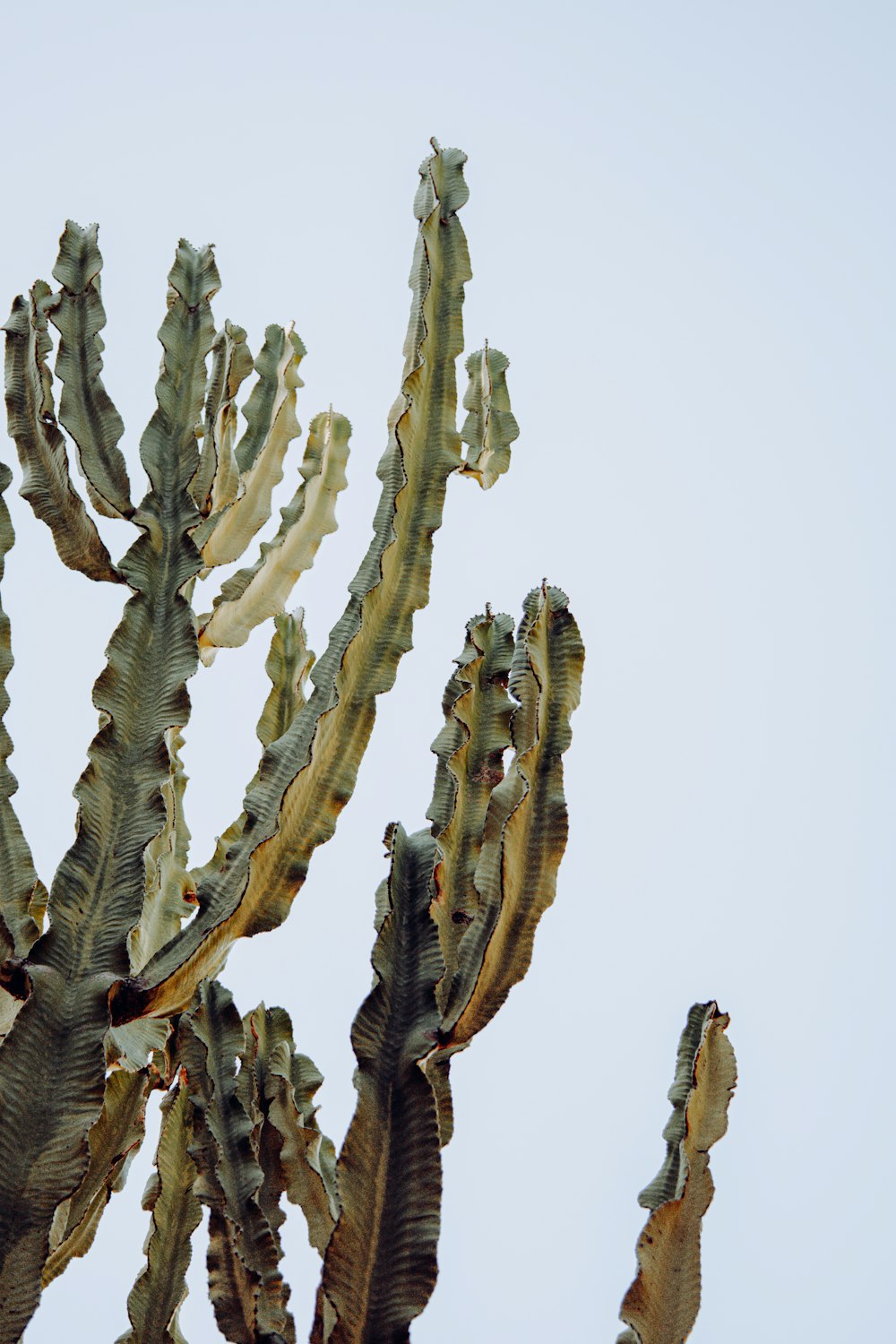 a group of cactus