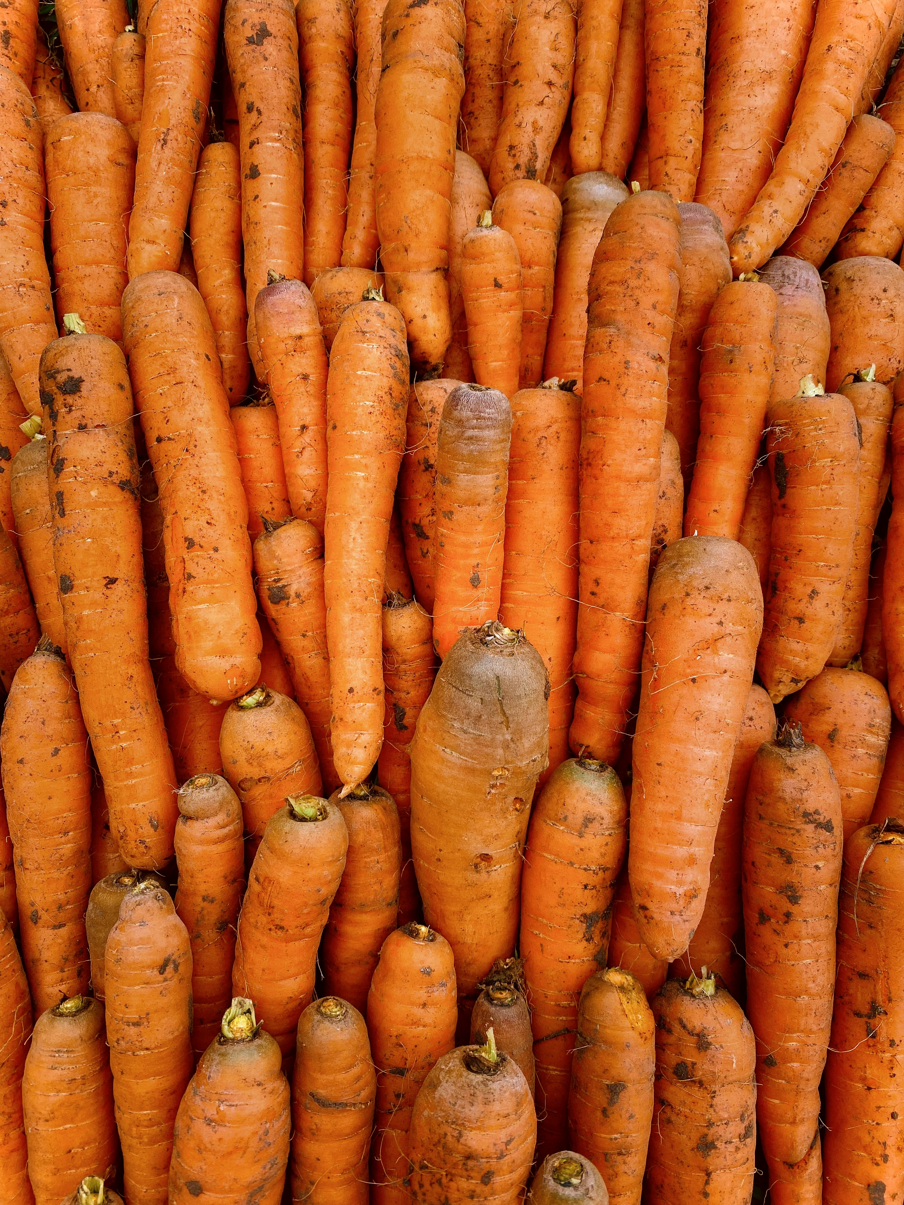 Ein Haufen Karotten