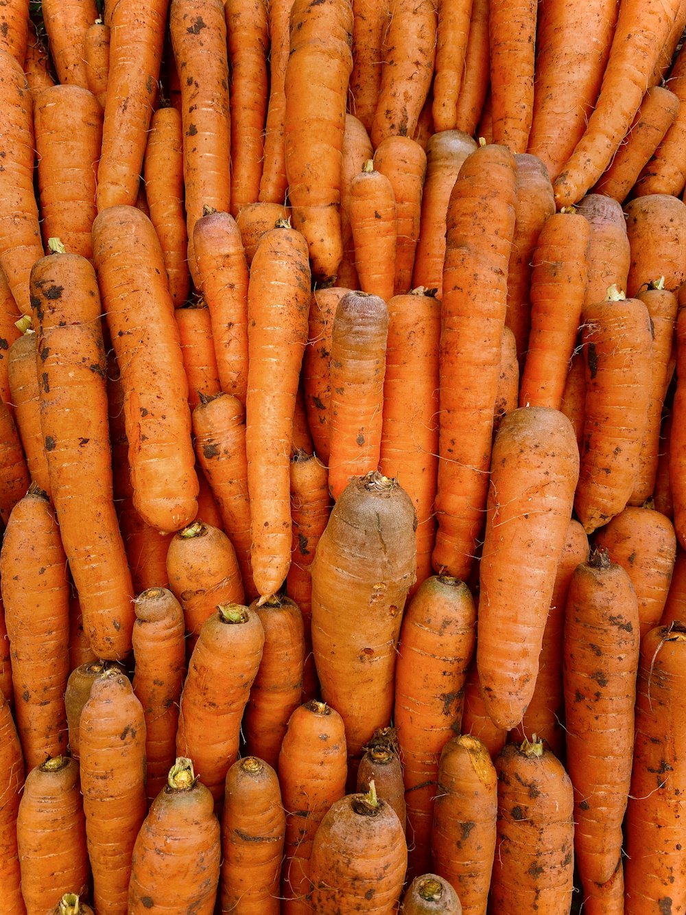 a pile of carrots