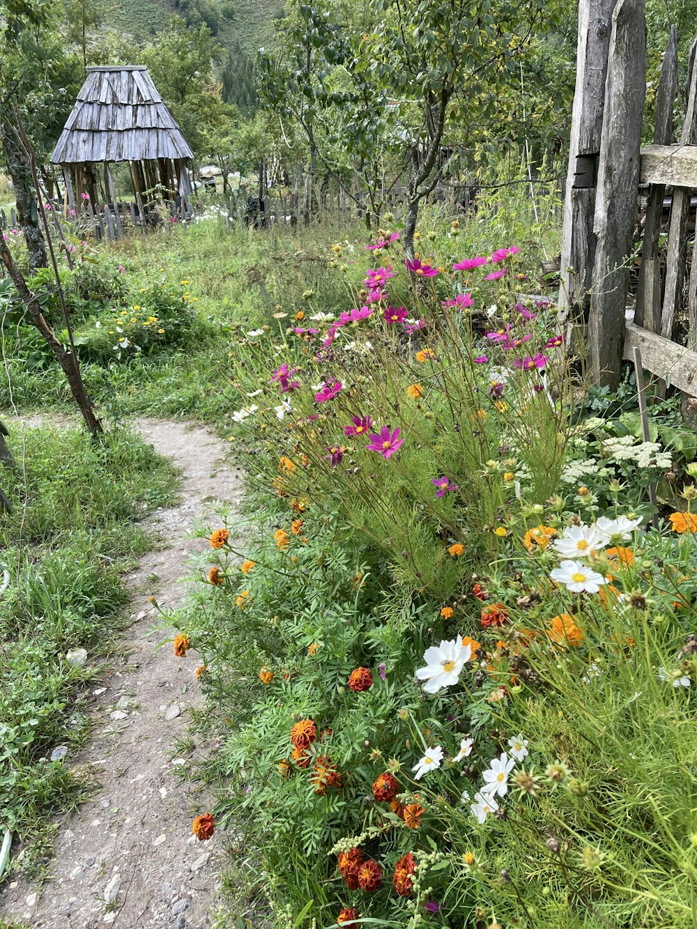 a garden with flowers