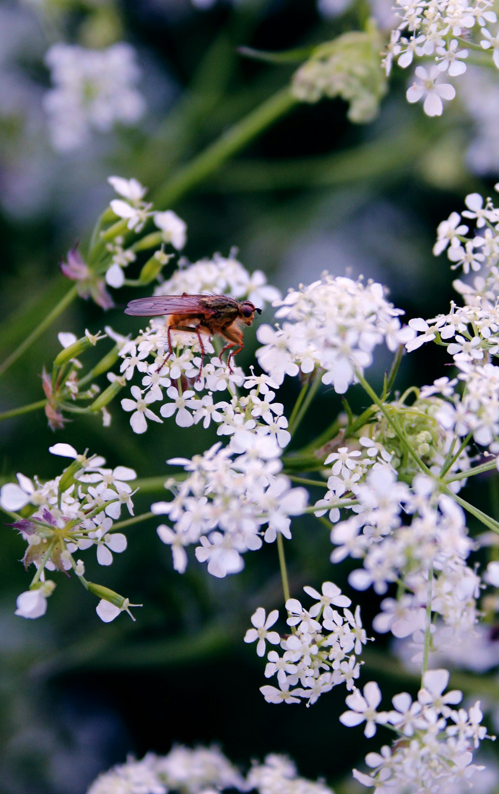 a bee on a flower