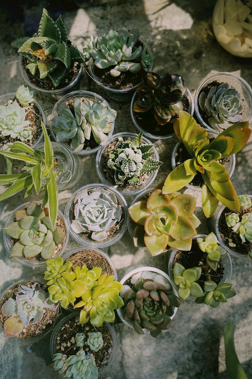 a group of vases with flowers